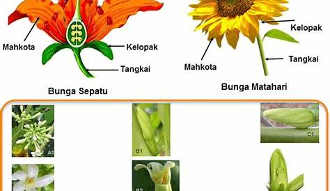 Ciri Bunga Matahari Adalah : Bunga matahari adalah tumbuhan semusim