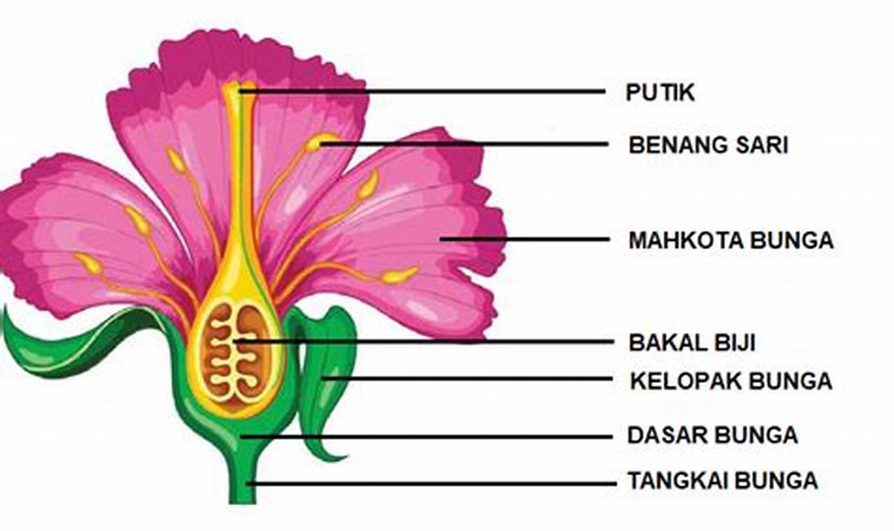 Belajar Bagian-Bagian Bunga: Referensi Lengkap untuk Memahami Bunga