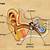 bagian telinga yang berfungsi sebagai alat keseimbangan tubuh adalah