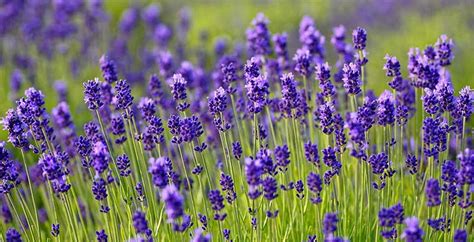 bagian pendahuluan makna dari bunga lavender