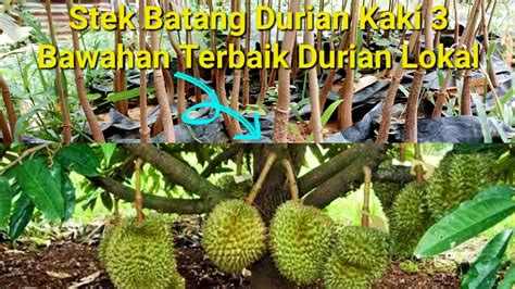 Bagian Stek Durian Kaki 3