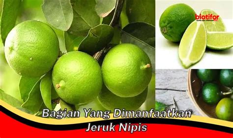 Manfaat Bagian Jeruk Nipis yang Jarang Diketahui, Wajib Tau!