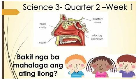 Bahagi ng Tainga at Tungkulin nito| Parts of the Ears - YouTube