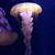 bahamas jellyfish