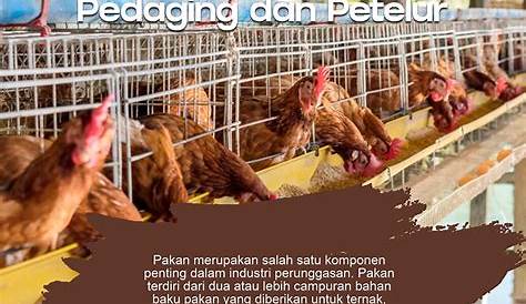 Jual Beli Pakan Ayam di Indonesia, Agen, Distributor, Supplier, Harga