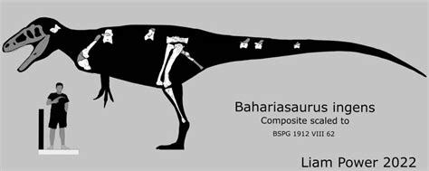 bahariasaurus skeletal
