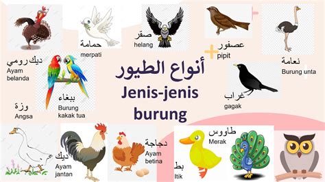 bahasa arab burung beo