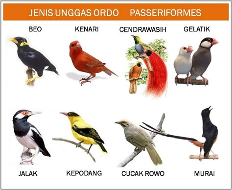 bahasa burung indonesia