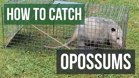 Bait Opossum Trap