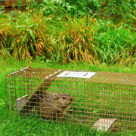 Bait Trap Groundhog
