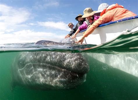 baja whale watching tours and cruises