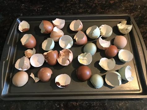 bake eggshells for garden