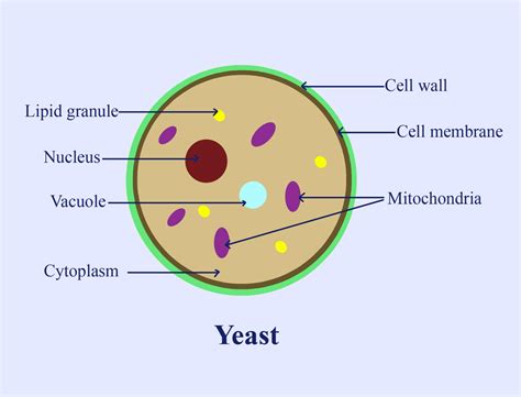Baker's Yeast Definition