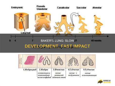 Bakers Lung Wikipedia