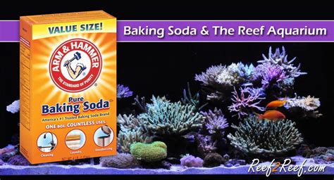 Increase the pH of Your Freshwater Aquarium Tetra Fish Care