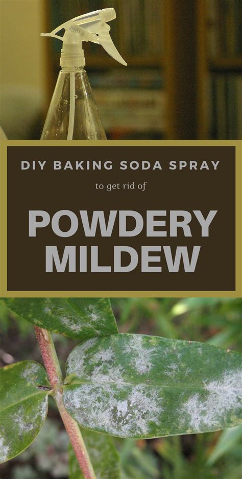 How to Prevent Powdery Mildew on Plants Using Baking Soda