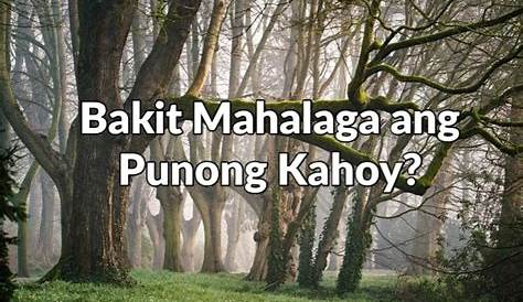Bakit Mahalaga Ang Wika Sa Sarili Lipunan Kapwa Brainly - mahalagang utos