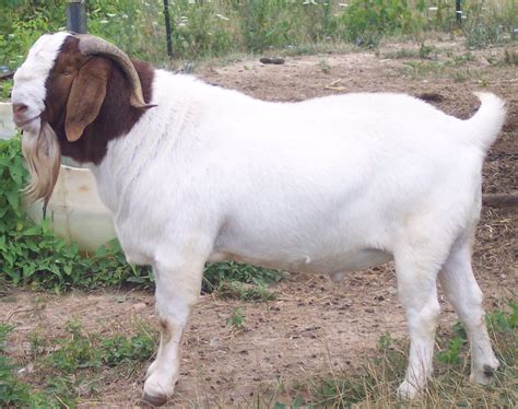 bakra eid goats for sale in bangalore