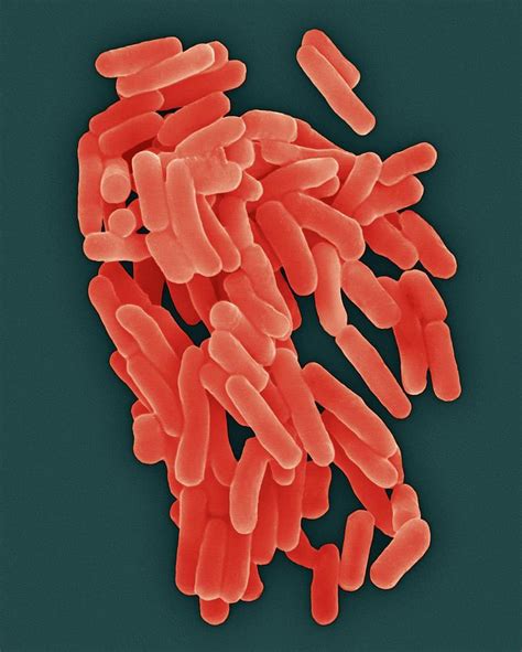 Ungkap 5 Manfaat Bakteri Thiobacillus Ferrooxidans yang Jarang Diketahui
