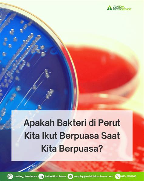 Bakteri dalam perut