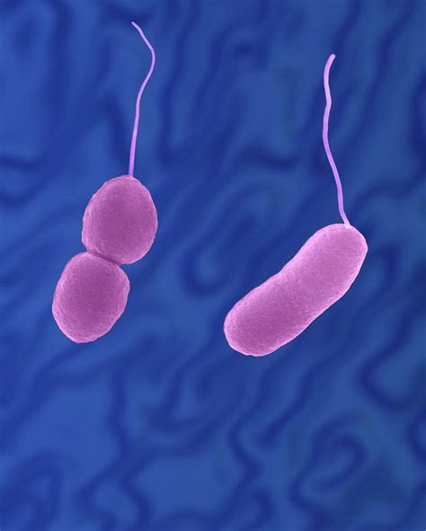 bakteri vibrio parahaemolyticus pdf