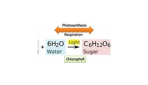 Balanced Equation For Photosynthesis Is The Of Is Exothermic