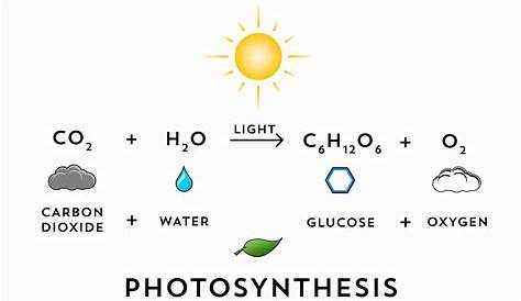 Spice of Lyfe The Chemical Equation For Photosynthesis