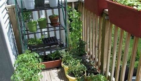 Balcony Garden Ideas Vegetables Small Space ing This Tiny Vegetable Only Uses 3 Square Yards Of Space And Small Space ing Small Growing
