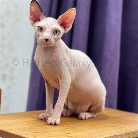 bald cats for adoption