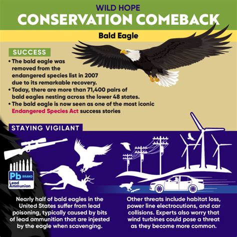 Bald Eagle Conservation Status