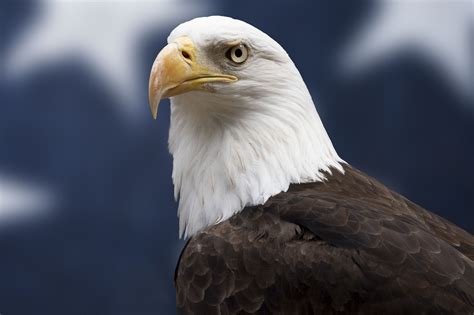 bald eagle facts national