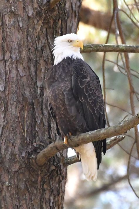 Bald Eagle In Ky