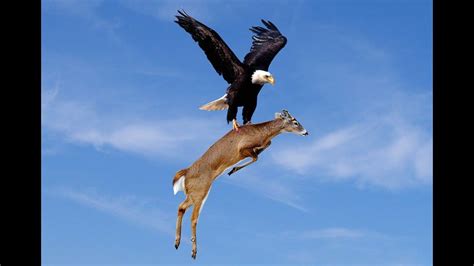 Bald Eagle Kills Deer