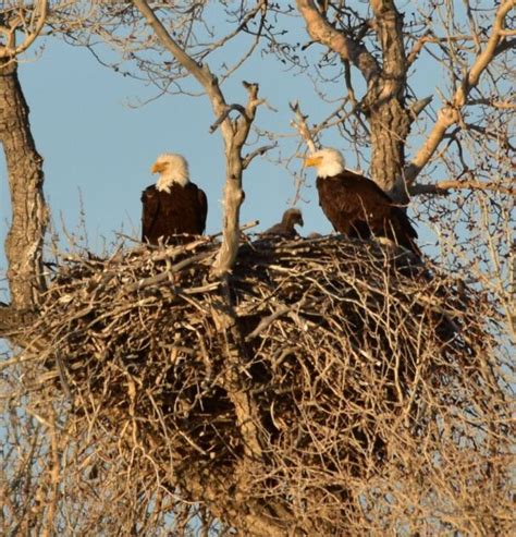 bald eagle nest compared to human