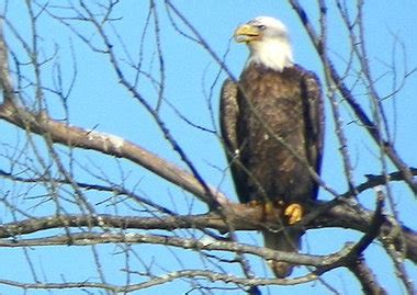 bald eagle sightings nj