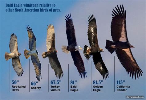 bald eagle size vs hawk