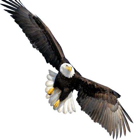bald eagle transparent png