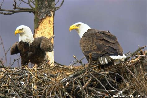 bald eagles nest information