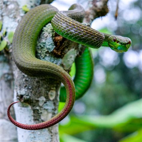 6 Dangerous & Venomous Snakes in Bali What You Need To Know