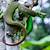 bali snakes poisonous