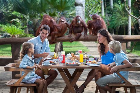 bali zoo breakfast with orangutans