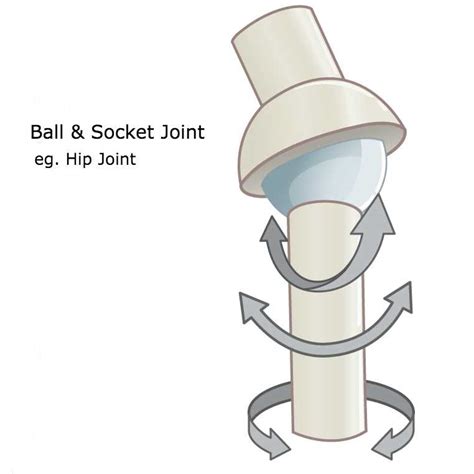 Ball And Socket Joint Explained