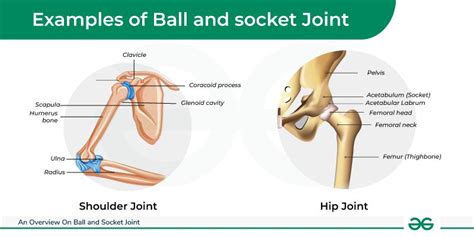 Ball And Socket Joint Movement Examples