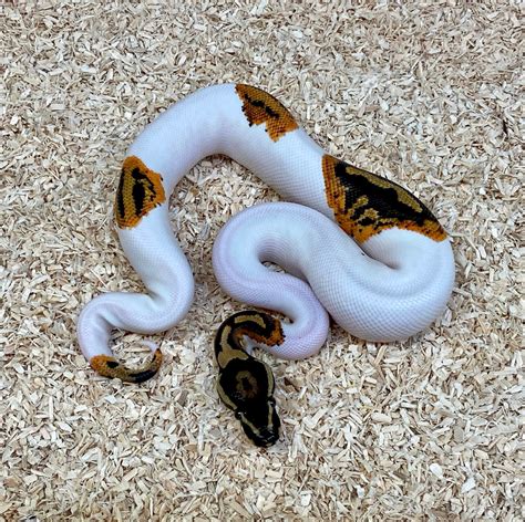 Ball Ball Python For Sale
