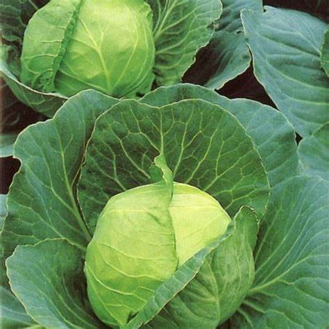 Ball Head Cabbage Seeds