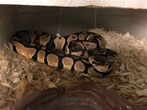 Ball Python Activity