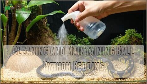 Ball Python Bedding Cleaning