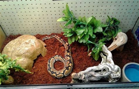 Ball Python Bedding Wood