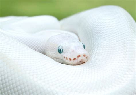 ball python blue eyed leucistic