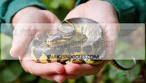 Ball Python Breeders Near Me